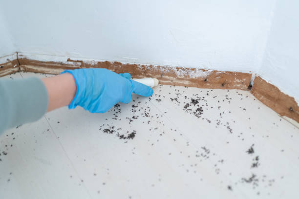 Best Termite Inspection and Treatment  in Skokie, IL